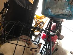 -伟伟宠物医院·CT影像中心·瑞派犬猫综合性门诊(汉口总院)