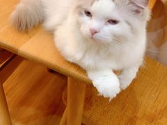 -滚猫咖啡·猫咖·猫友好撸猫(未来城店)