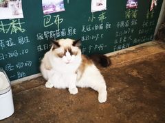 -喵屿·大理花园猫咖