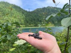 -武陵山森林公园