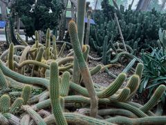-南山植物园