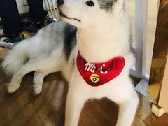 -Husky Go! 哈士奇体验馆·宠物咖啡厅狗咖