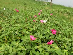 -瑶湖郊野森林公园