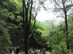 -王顺山国家森林公园