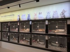 -翊宠yipet猫狗购宠庄园犬舍•猫舍