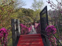 -南汇桃花村