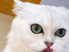 -喵宠乐园·撸猫互动·猫舍