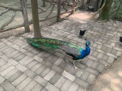 -昆山城市生态森林公园