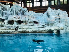 -帝企鹅自助餐厅•儿童岛•真企鹅(长隆企鹅酒店)