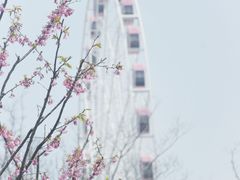 -顾村公园