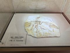 -盐城丹顶鹤湿地生态旅游区