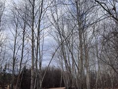 -北极村旅游风景区