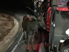 -清迈夜间动物园