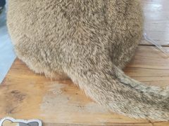 -猫小院猫主题餐厅(南锣旗舰店)
