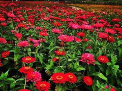 北纬44度·金珠花海景区-北纬44度·金珠花海休闲农业旅游景区