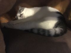 -猫猫幼稚园·撸猫·桌游·电玩