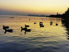 -华侨城湿地公园