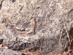 iphone_upload_pic-阳台山自然风景区