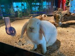 -昆明大悦城未来动物城(螺蛳湾中心店)