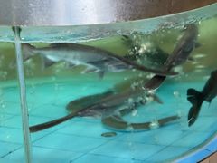 -鲤鱼塘农家山庄