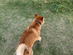 -上海山野camping·户外天幕烧烤·团建拓展营地