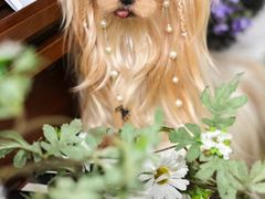 -萌宠之家·腊肠犬·马尔泰·小体犬舍