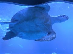 -太平洋海底世界