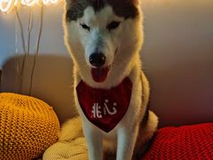 -Husky Go! 哈士奇体验馆·宠物咖啡厅狗咖