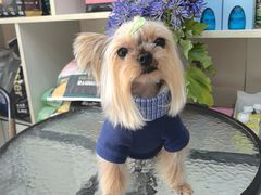 -八公叔叔宠物美容连锁(春申店)