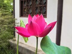 -上海醉白池公园