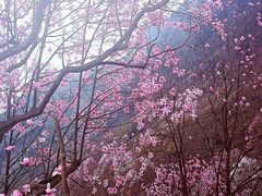 -九皇山景区