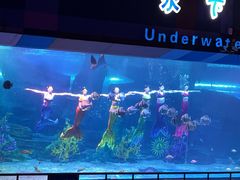 -泉城欧乐堡海洋极地世界