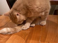 -猫小院猫主题餐厅(三里屯店)