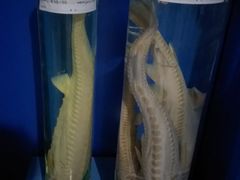 -上海海洋大学鱼文化博物馆(军工路校区)