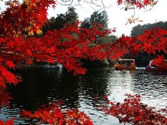 -上海共青森林公园