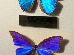 -上海昆虫博物馆