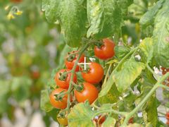 -苏州太湖西山岛开心农场