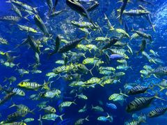 -太平洋海底世界