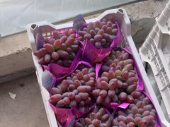 -马陆小张葡萄园农家乐