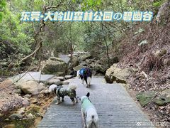 -东莞市大岭山森林公园