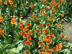 -长春公园(普阳街道)