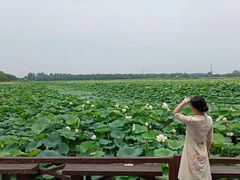 -焦岗湖旅游度假区