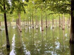 -泗洪洪泽湖湿地景区