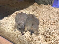 -龟与熊猫宠物公园(南坪店)