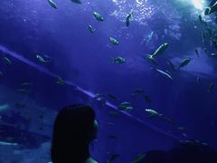 -成都浩海立方海洋公园