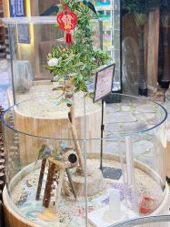 -卡通尼·Safari非洲探索乐园·生日会(金桥国际商业广场店)