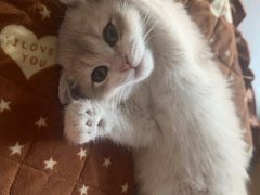 -小猫来了猫舍(福田店)