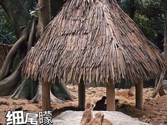 -广州长隆野生动物世界