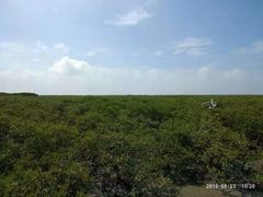 -北海金海湾红树林生态旅游区