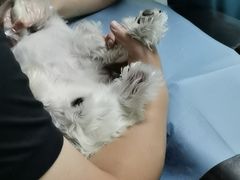 -纳吉亚猫专科动物医院·北北分院